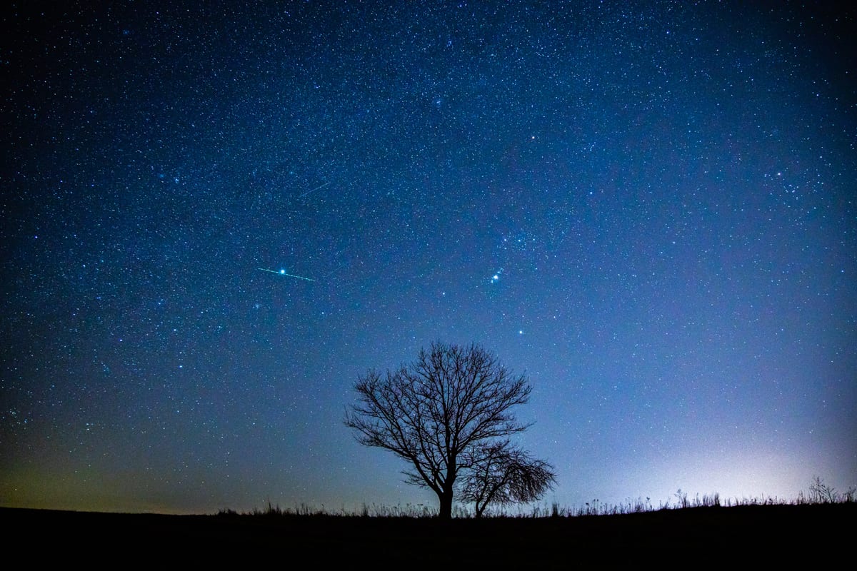 Silhouette of a lone bare tree against a starry night sky with a faint glow on the horizon